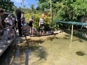 turtles
